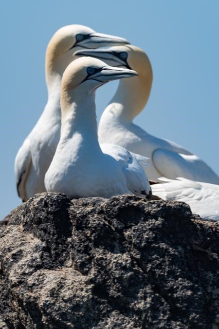 Northern gannets in the 7 islands archipelago