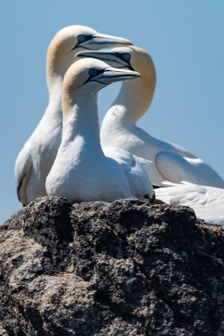 Les fous de bassan de l'archipel des 7 îles